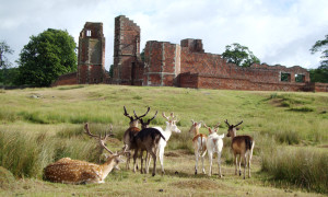 rt-deer-herd-and-bradgate-ruins